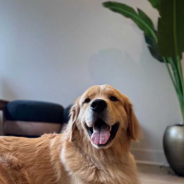 The best damn life meets the best damn dog 🐾Call or click today to book your tour here at 340 S. State with Rookie today!