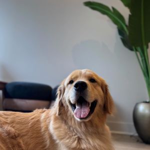 The best damn life meets the best damn dog 🐾Call or click today to book your tour here at 340 S. State with Rookie today!